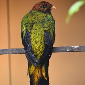 Golden headed quetzal, Pharomachrus auriceps