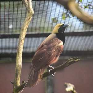 Raggiana bird of paradise, Paradisaea raggiana