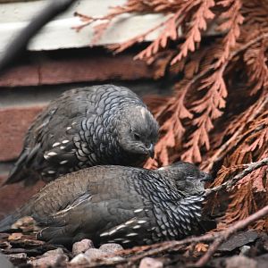 Media 'Scaled quail, Callipepla squamata' in category 'Weltvogelpark Walsrode'