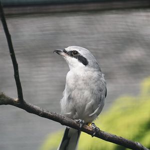 Media 'Great grey shrike, Lanius excubitor' in category 'Weltvogelpark Walsrode'