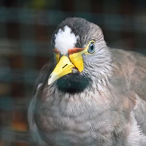 Wattled lapwing, Vanellus senegallus