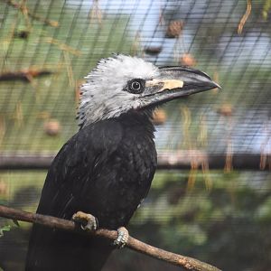 Media 'Long tailed hornbill, Horizocerus albocristatus' in category 'Weltvogelpark Walsrode'