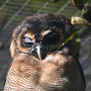 Javan brown wood owl, Strix leptogrammica bartelsi