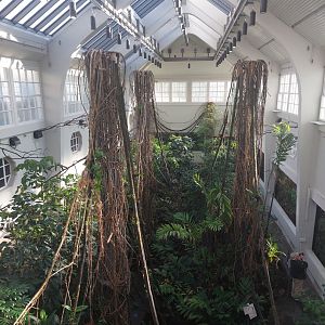 Bird house - canopy view