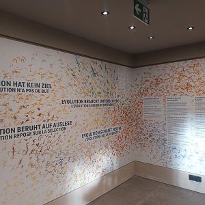 Bird house - Evolution education