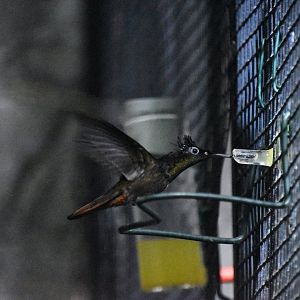 Ruby topaz in flight, Chrysolampis mosquitus
