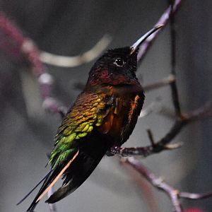 Crimson topaz, Topaza pella