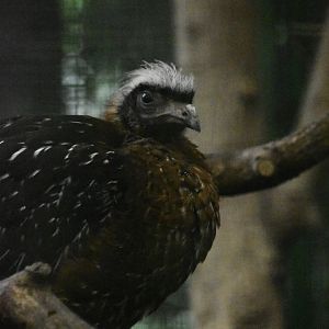 White crested guan, Penelope pileata