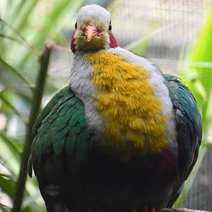 Yellow breasted fruit dove, Ramphiculus occipitalis
