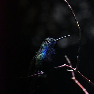 Sparkling violetear, Colibri coruscans