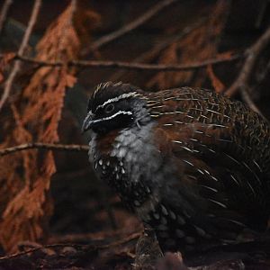 Madagascar partridge, Margaroperdix madagascariensis