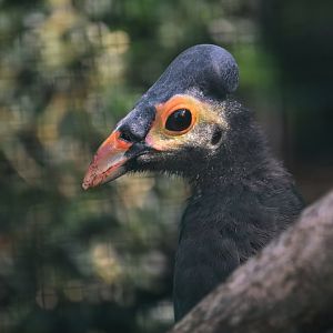 Maleo, Macrocephalon maleo