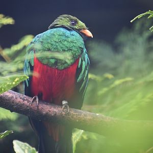 Golden headed quetzal, Pharomachrus auriceps