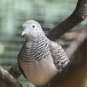 Bird ID - Zoo Plzen