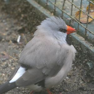 Bird ID - Zoo Plzen