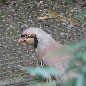 Bird ID - Zoo Plzen
