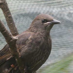 Bird ID - Zoo Plzen