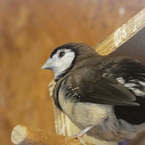 Bird ID - Zoo Plzen