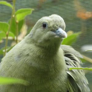 Bird ID - Zoo Plzen
