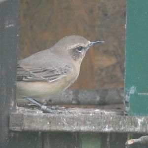 Bird ID - Zoo Plzen