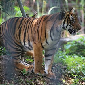 South China Tiger Juvenile