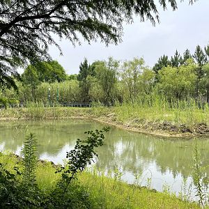 Yangtze Giant Softshell Turtle Exhibit