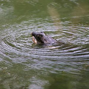 Yangtze Giant Softshell Turtle (Rafetus swinhoei)