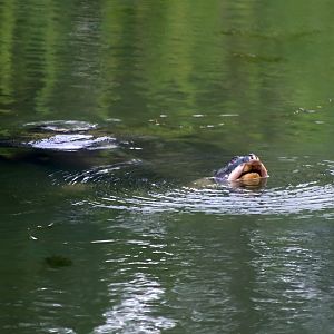 Yangtze Giant Softshell Turtle (Rafetus swinhoei)