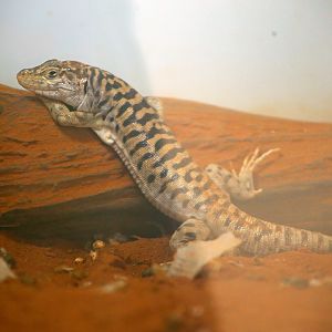 Gobi Racerunner (Eremias przewalskii)