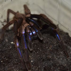Electric blue tarantula (Chilobrachys natanicharum)