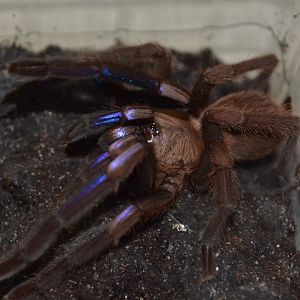 Electric blue tarantula (Chilobrachys natanicharum)