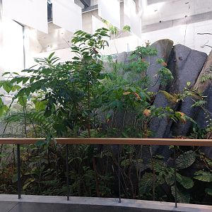 Bird house - neotropical section