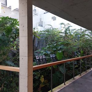 Bird house - neotropical section