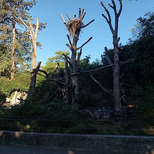 North American porcupine enclosure