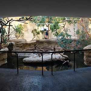 Vivarium - Freshwater crocodile enclosure