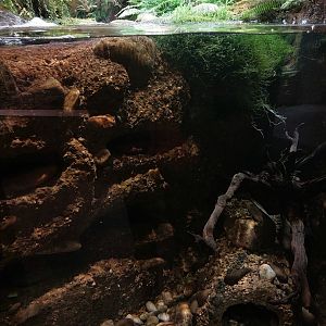 Vivarium - upper hellbender tank