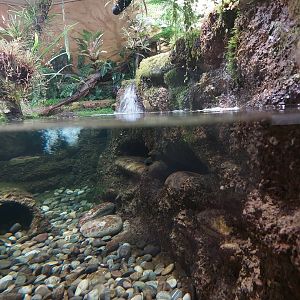Vivarium - main hellbender tank