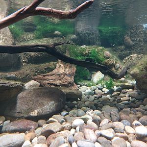 Vivarium - main hellbender tank