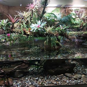 Vivarium - main hellbender tank