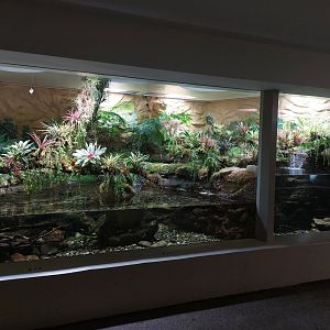 Vivarium - hellbender enclosure
