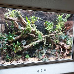 Vivarium - Rio-Pescado stubfoot toad