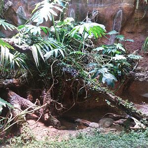 Vivarium - Caiman lizard terrarium