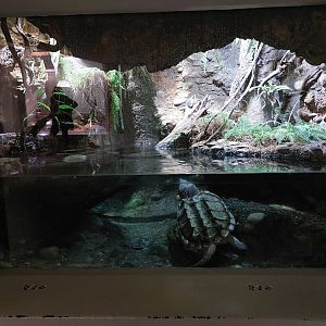 Vivarium - Alligator snapping turtle exhibit