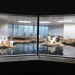 Vivarium - 2nd penguin enclosure