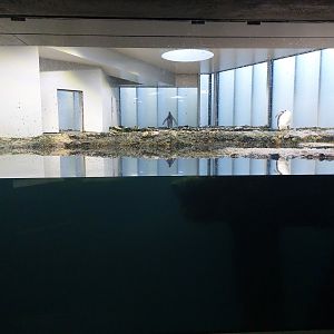 Vivarium - 1nd penguin enclosure