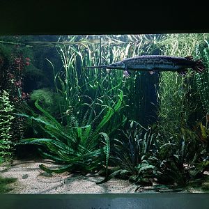 Vivarium - Alligator gar aquarium