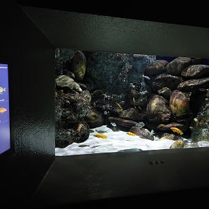 Vivarium - Lake Tanganyika aquarium