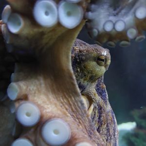 Vivarium - common octopus