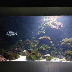 Vivarium - Mediterranean aquarium