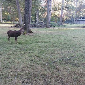 Vietnamese sika deer paddock